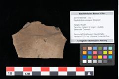 Foto (Objekt + Etikett) von Glyptostrobus europaeus Brongniart (NHMW-GEO-2024-0188-0159)